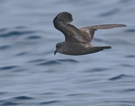 Ashy Storm-Petrel